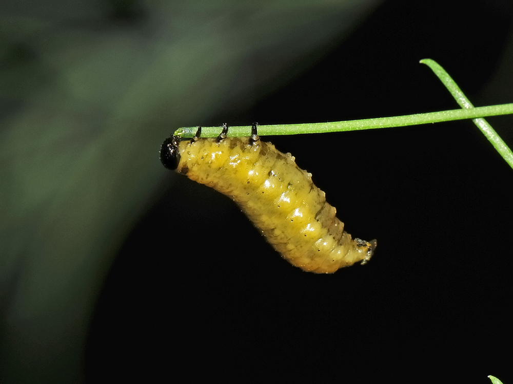 Crioceris duodecimpunctata